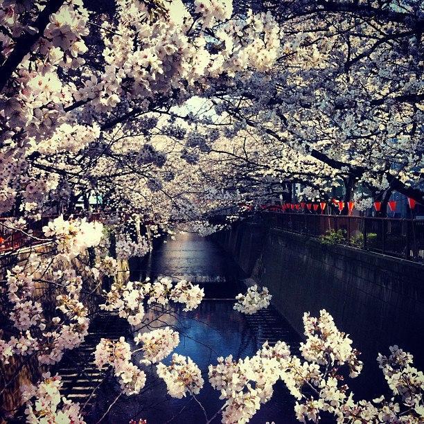 Cheery blossom viewing