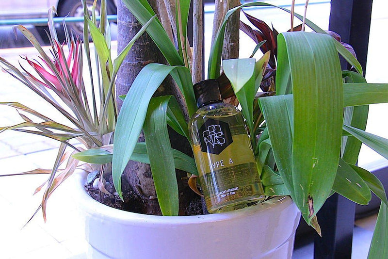 トロントより愛を込めて