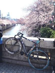 桜×KISSENA