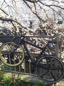 LEADER725TR × 揖保川の桜