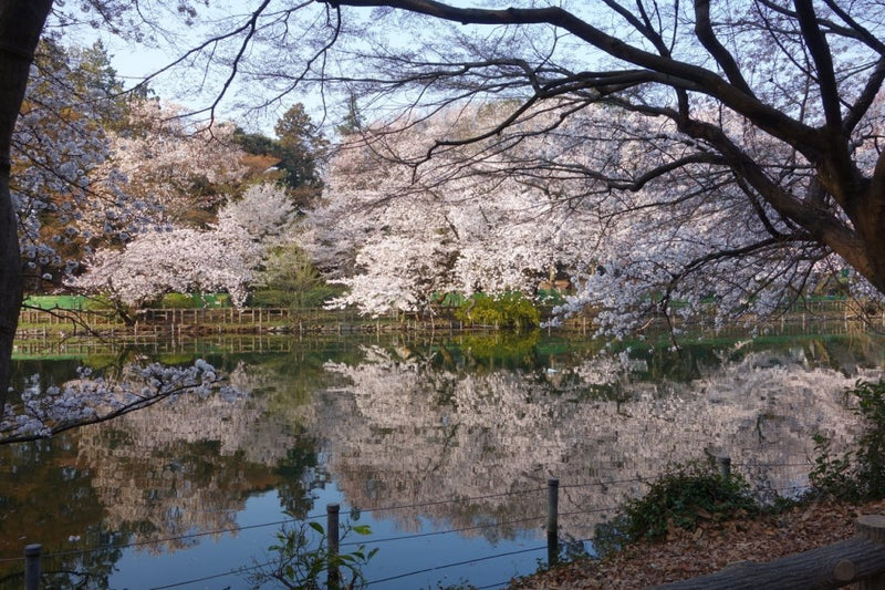 吉祥寺の隠れキャラ景明がライド企画するってよ。